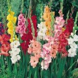 Gladiolus bunch Gladiolus bunch