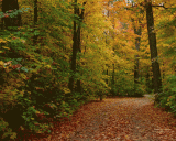 autumn scene autumn scene