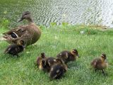 duck ducklings on the bank duck ducklings on the bank