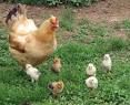 hen chickens hen chickens