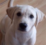 labradorretriever labradorretriever