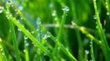morning dew on grass morning dew on grass