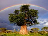 rainbow old tree rainbow old tree