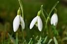 snowdrops snowdrops