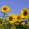 sunflowers sunflowers
