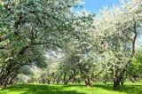 Apple trees spring