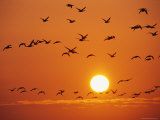 birds in flight sunset