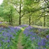Bluebells in wood