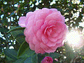 Flower Camellia aponica