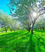 Trees Spring
